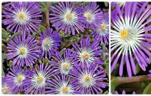Цветок «Делосперма»: фото, посадка и уход, выращивание и размножение Делосперма для украшения участка и оформления фасада