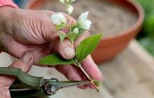 Чубушник или Садовый Жасмин в Сибири — распространенные виды, размножение, тонкости ухода На какой год цветет чубушник после посадки
