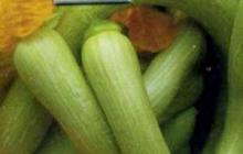 Сорт мускатной тыквы “Тромбон”(тромбочино) выращивание для озеленения и кухни